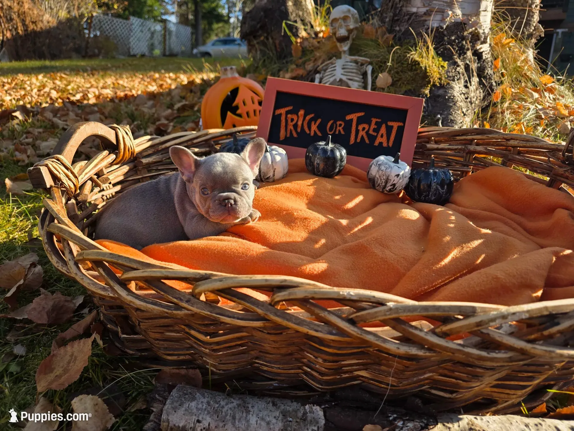 Hazel, a female French Bulldog for sale in Columbia Falls, MT – 3 of 10