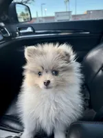 Bluey, a male Pomeranian for sale in Scottsdale, AZ – Photo 6 of 8