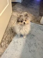 Bluey, a male Pomeranian for sale in Scottsdale, AZ – Photo 2 of 8