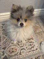 Bluey, a male Pomeranian for sale in Scottsdale, AZ – Photo 4 of 8