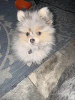 Bluey, a male Pomeranian for sale in Scottsdale, AZ – Photo 3 of 8