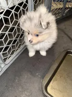 Bluey, a male Pomeranian for sale in Scottsdale, AZ – Photo 1 of 8