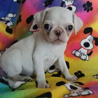 Lollipop, a female Pug for sale in Bay City, MI – Photo 1 of 4