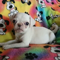 Lollipop, a female Pug for sale in Bay City, MI – Photo 4 of 4