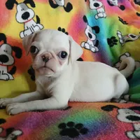 Lollipop, a female Pug for sale in Bay City, MI – Photo 3 of 4