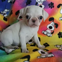 Lollipop, a female Pug for sale in Bay City, MI – Photo 2 of 4