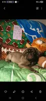 Silver platinum , a male Pug for sale in Bay City, MI – 6 of 10