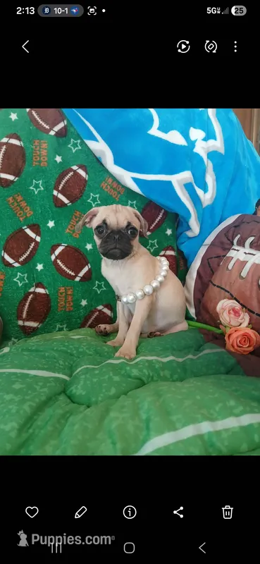  Fawn Gabby – Pug puppy for sale in Bay City, MI