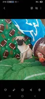  Fawn Gabby, a female Pug for sale in Bay City, MI – 1 of 6