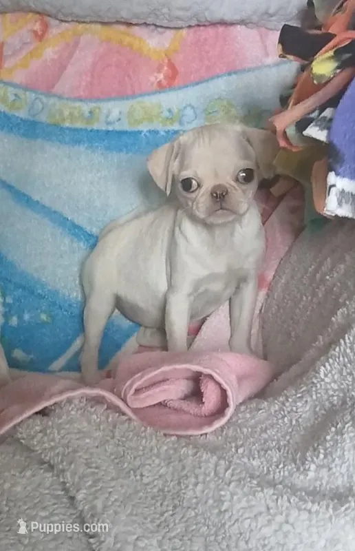 Gemma  – Pug puppy for sale in Bay City, MI