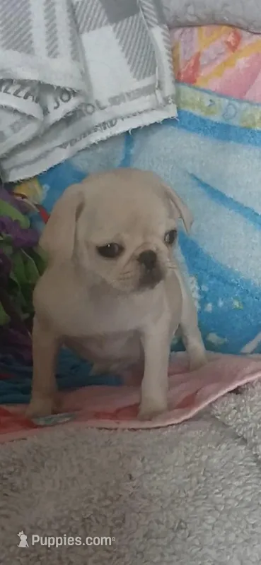 Gemma , a female Pug for sale in Bay City, MI – Photo 1 of 1