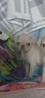 Gemma , a female Pug for sale in Bay City, MI – Photo 2 of 3