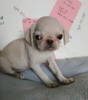 Lollipop, a female Pug for sale in Bay City, MI – 2 of 5