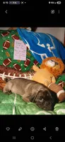 Silver platinum , a male Pug for sale in Bay City, MI – 9 of 10