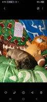 Silver platinum , a male Pug for sale in Bay City, MI – 7 of 10