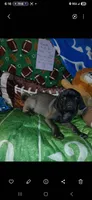 Silver platinum , a male Pug for sale in Bay City, MI – 3 of 10