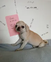 Gabby, a female Pug for sale in Bay City, MI – 3 of 5