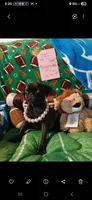 Venus, a female Pug for sale in Bay City, MI – 2 of 9