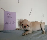 Gus gus, a male Pug for sale in Bay City, MI – 5 of 5