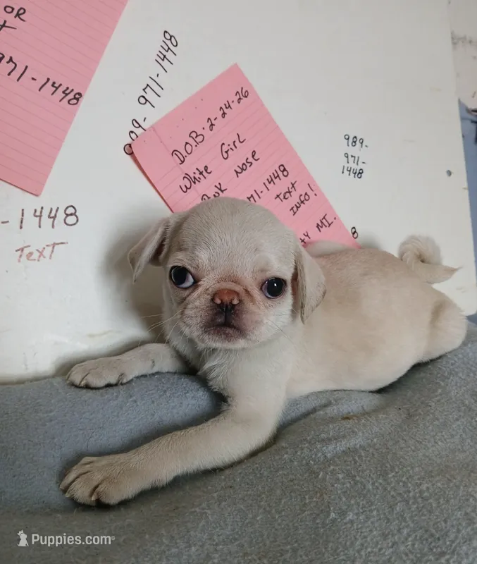 Gemma  – Pug puppy for sale in Bay City, MI