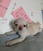 Gemma , a female Pug for sale in Bay City, MI – 1 of 6
