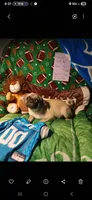 Vincent , a male Pug for sale in Bay City, MI – 3 of 9