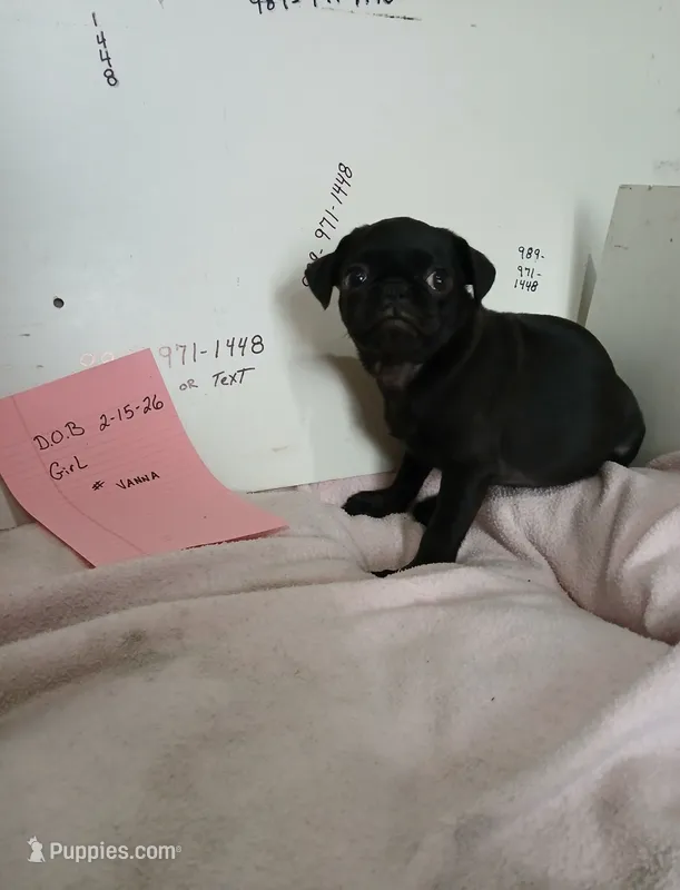 Vanna  – Pug puppy for sale in Bay City, MI
