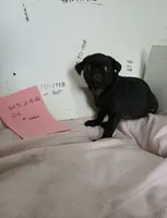 Vanna , a female Pug for sale in Bay City, MI – 1 of 3
