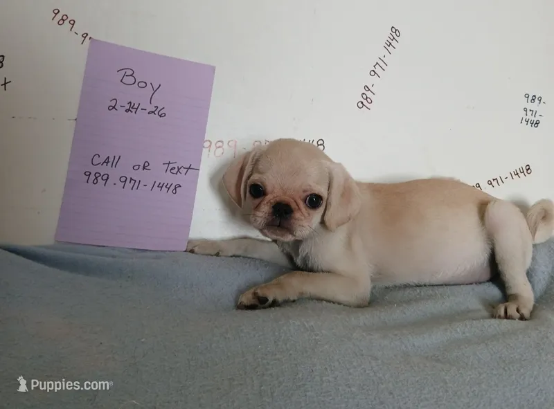 Gus gus – Pug puppy for sale in Bay City, MI