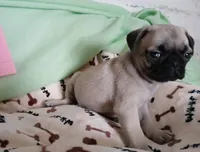  Fawn Gabby, a female Pug for sale in Bay City, MI – Photo 3 of 5