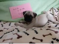  Fawn Gabby, a female Pug for sale in Bay City, MI – Photo 1 of 5