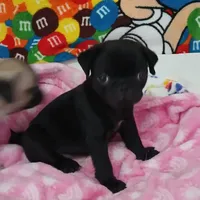 Gabby, a female Pug for sale in Bay City, MI – Photo 1 of 4