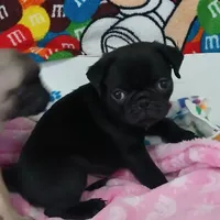 Gabby, a female Pug for sale in Bay City, MI – Photo 2 of 4