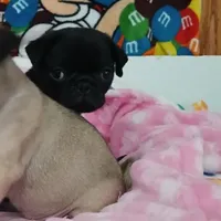 Gabby, a female Pug for sale in Bay City, MI – Photo 3 of 4