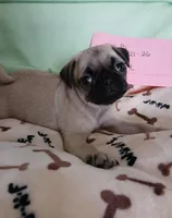  Fawn Gabby, a female Pug for sale in Bay City, MI – Photo 5 of 5