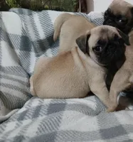  Fawn Gabby, a female Pug for sale in Bay City, MI – Photo 2 of 5
