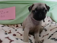  Fawn Gabby, a female Pug for sale in Bay City, MI – Photo 4 of 5