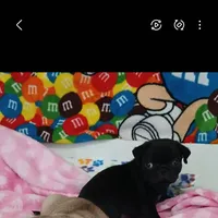 Gabby, a female Pug for sale in Bay City, MI – Photo 4 of 4