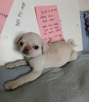 Gemma , a female Pug for sale in Bay City, MI – 5 of 6