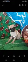  Fawn Gabby, a female Pug for sale in Bay City, MI – 4 of 6