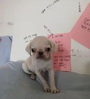 Lollipop, a female Pug for sale in Bay City, MI – 3 of 5