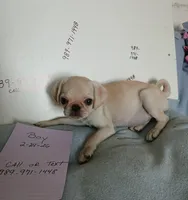 Gus gus, a male Pug for sale in Bay City, MI – 4 of 5