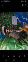 Silver platinum , a male Pug for sale in Bay City, MI – 2 of 10