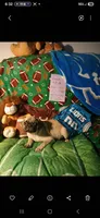 Vincent , a male Pug for sale in Bay City, MI – 4 of 9