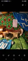 Vincent , a male Pug for sale in Bay City, MI – 7 of 9