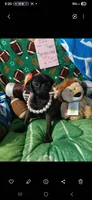 Venus, a female Pug for sale in Bay City, MI – 6 of 9