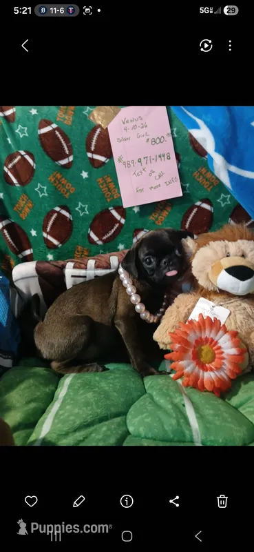 Venus – Pug puppy for sale in Bay City, MI