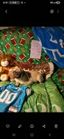 Vincent , a male Pug for sale in Bay City, MI – 5 of 9