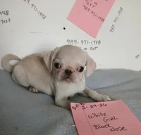 Lollipop, a female Pug for sale in Bay City, MI – 5 of 5