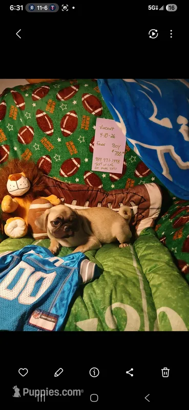 Vincent  – Pug puppy for sale in Bay City, MI